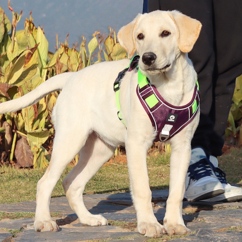 Animal de estimação Fornecedor Cão Arnês Colete Garganta Ajustável Não Pull Dog Harness Tactical Militar Service Colete